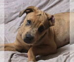 Small #4 Catahoula Leopard Dog Mix