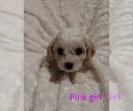 Small Photo #5 Cavachon Puppy For Sale in HOMELAND, CA, USA