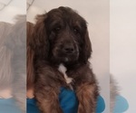 Puppy Cocoa Golden Newfie Doodle