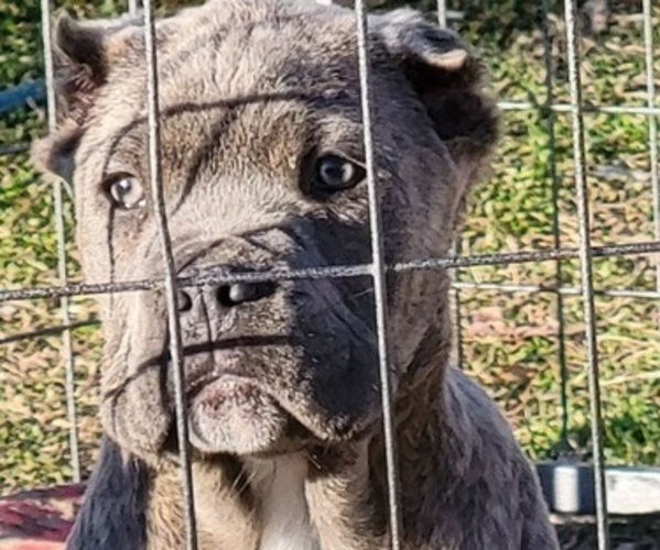 Medium Photo #1 Cane Corso Puppy For Sale in HURLOCK, MD, USA