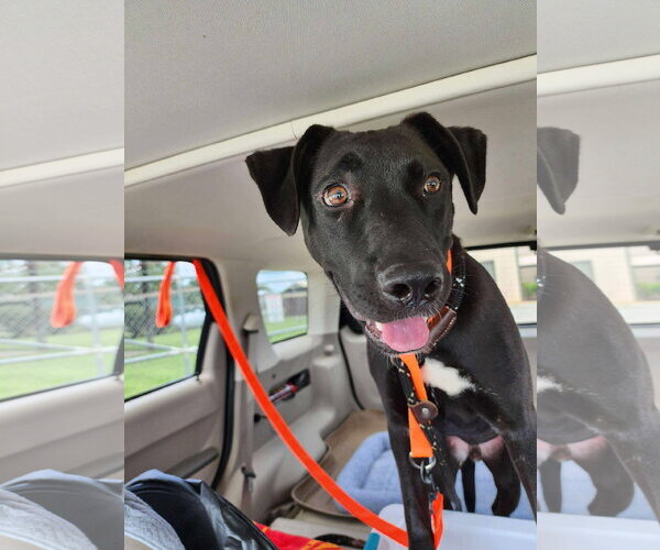 Medium Photo #3 American Pit Bull Terrier-German Shepherd Dog Mix Puppy For Sale in McDonough, GA, USA