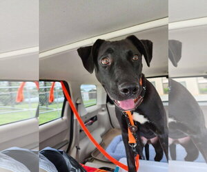 Nuka - Male American Pit Bull Terrier-German Shepherd Dog Mix Dog for Adoption - Photo #3