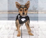 Small #2 Chihuahua Mix