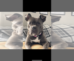 Small #6 American Pit Bull Terrier-American Staffordshire Terrier Mix