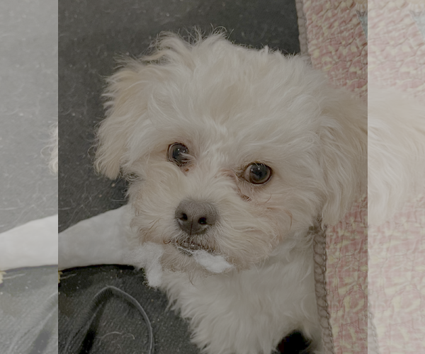 Medium Photo #4 Maltipoo (Miniature) Puppy For Sale in Bellevue, WA, USA