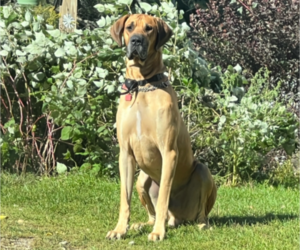 Father of the Great Dane puppies born on 12/12/2024