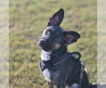 Small #26 American Pit Bull Terrier-German Shepherd Dog Mix