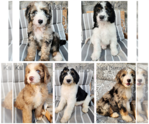 Aussiedoodle-Bernedoodle Mix Litter for sale in WOMELSDORF, PA, USA