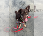 Small Photo #4 Chiranian Puppy For Sale in San Diego, CA, USA