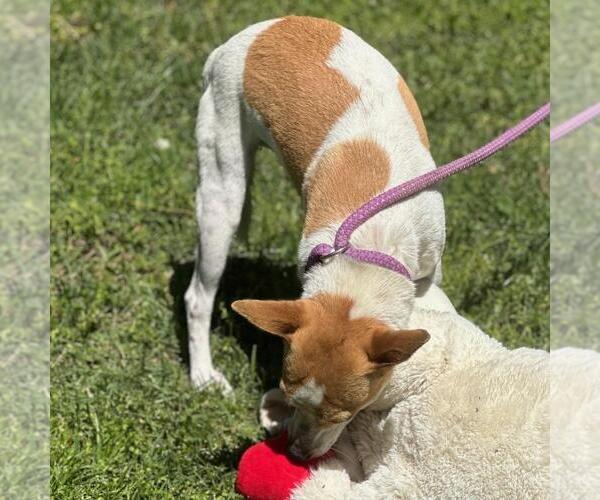 Medium Photo #4 Rat-Cha Puppy For Sale in Yardley, PA, USA