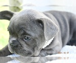 Puppy 8 French Bulldog