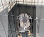 Small Photo #10 Bullmastiff Puppy For Sale in VICTORVILLE, CA, USA