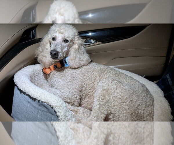 Medium Photo #3 Poodle (Standard) Puppy For Sale in Mooresville, NC, USA