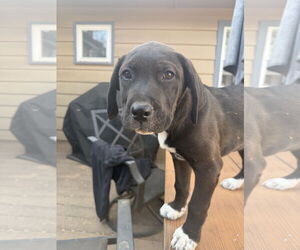 Mutt Dogs for adoption in Fort Collins, CO, USA