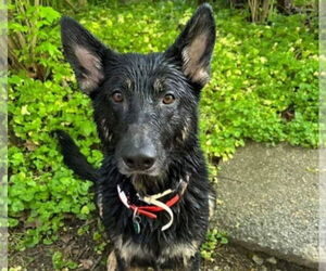 German Shepherd Dog-Unknown Mix Dogs for adoption in Aurora, IN, USA