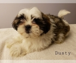 Small Photo #2 Shih Tzu Puppy For Sale in BEVIS, OH, USA