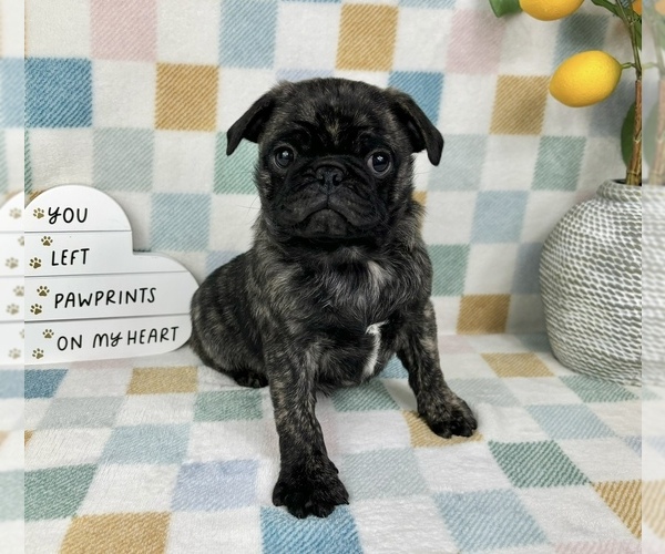 Medium Photo #6 Pug Puppy For Sale in FRANKLIN, IN, USA