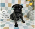 Small #5 Pug