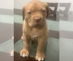 Small Photo #6 Dogue de Bordeaux Puppy For Sale in DALLAS, TX, USA