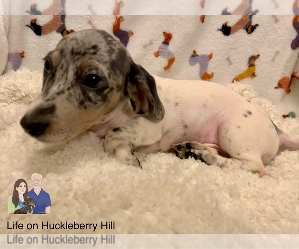 Medium Photo #91 Dachshund Puppy For Sale in LAKEBAY, WA, USA