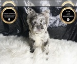Puppy Zion AKC French Bulldog
