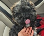 Small Photo #4 Cavapoo-Maltipoo Mix Puppy For Sale in CONYERS, GA, USA