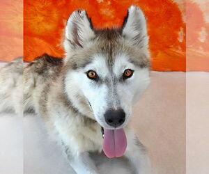 Siberian Husky Dogs for adoption in Pasadena, CA, USA