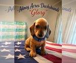 Small Dachshund