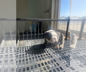 Bulldog Puppy for sale in LITTLEROCK, CA, USA