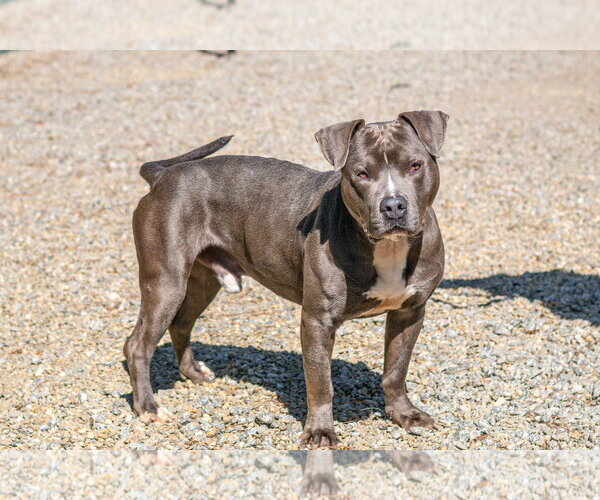 Medium Photo #3 Mutt Puppy For Sale in Hilton Head, SC, USA