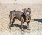 Small #2 Mutt