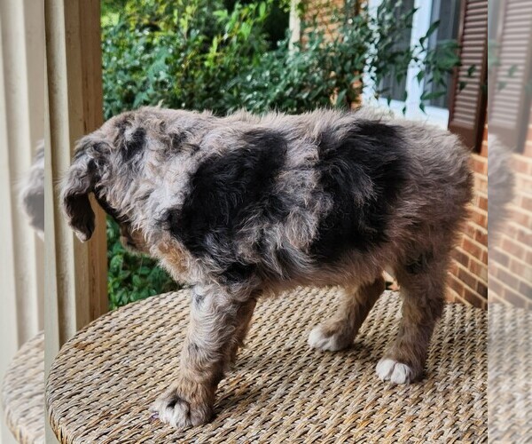 Medium Photo #10 Aussiedoodle Miniature  Puppy For Sale in COLUMBIA, TN, USA