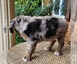 Small #9 Aussiedoodle Miniature 