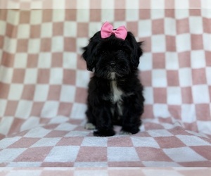 Shih-Poo Puppy for Sale in LAKELAND, Florida USA