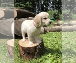 Small Photo #21 Golden Retriever Puppy For Sale in SCHNECKSVILLE, PA, USA