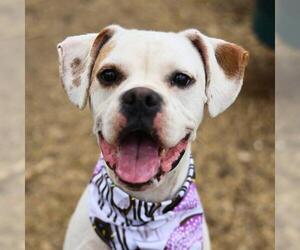 Boxer-Unknown Mix Dogs for adoption in San Antonio, TX, USA