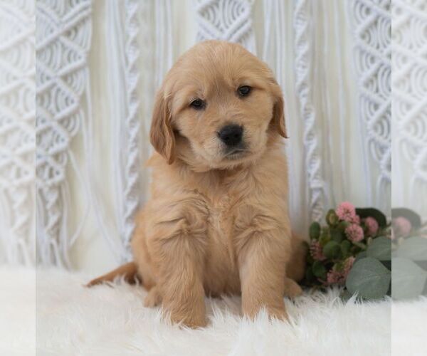 Medium Photo #6 Golden Retriever Puppy For Sale in NEWPORT, PA, USA