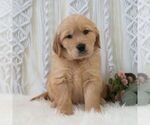 Small #5 Golden Retriever