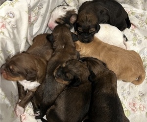 Bernedoodle (Miniature) Puppy for sale in HENDERSON, CO, USA