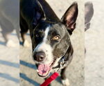 Small #2 Staffordshire Bull Terrier Mix