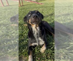 LADY - Female Mutt Dog for Adoption