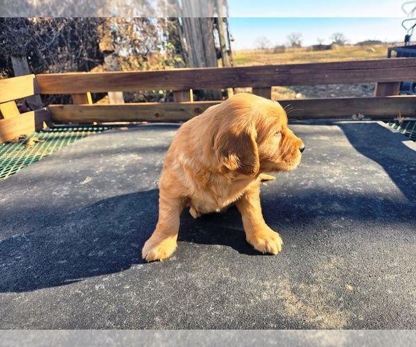 Medium Photo #4 Golden Retriever Puppy For Sale in LEON, KS, USA