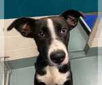 Small #7 Labrador Retriever Mix