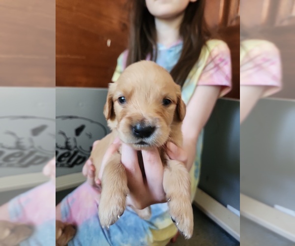 Medium Photo #6 Golden Retriever Puppy For Sale in RINDGE, NH, USA