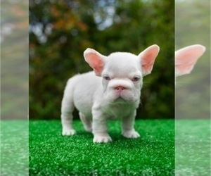 French Bulldog Puppy for sale in PHILADELPHIA, PA, USA
