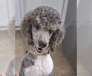 Poodle (Standard) Dogs for adoption in Pacolet, SC, USA