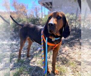 Bluetick Coonhound-Redbone Coonhound Mix Dogs for adoption in Tucson, AZ, USA