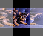 Small #1 Yorkshire Terrier