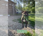 Small #5 American Staffordshire Terrier-Mastiff Mix