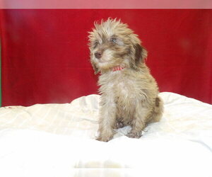 F2 Aussiedoodle Puppy for sale in PATERSON, NJ, USA